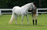 AER with Holie at CLIFDEN SHOW - 2nd YOUNG HANDLERS CLASS