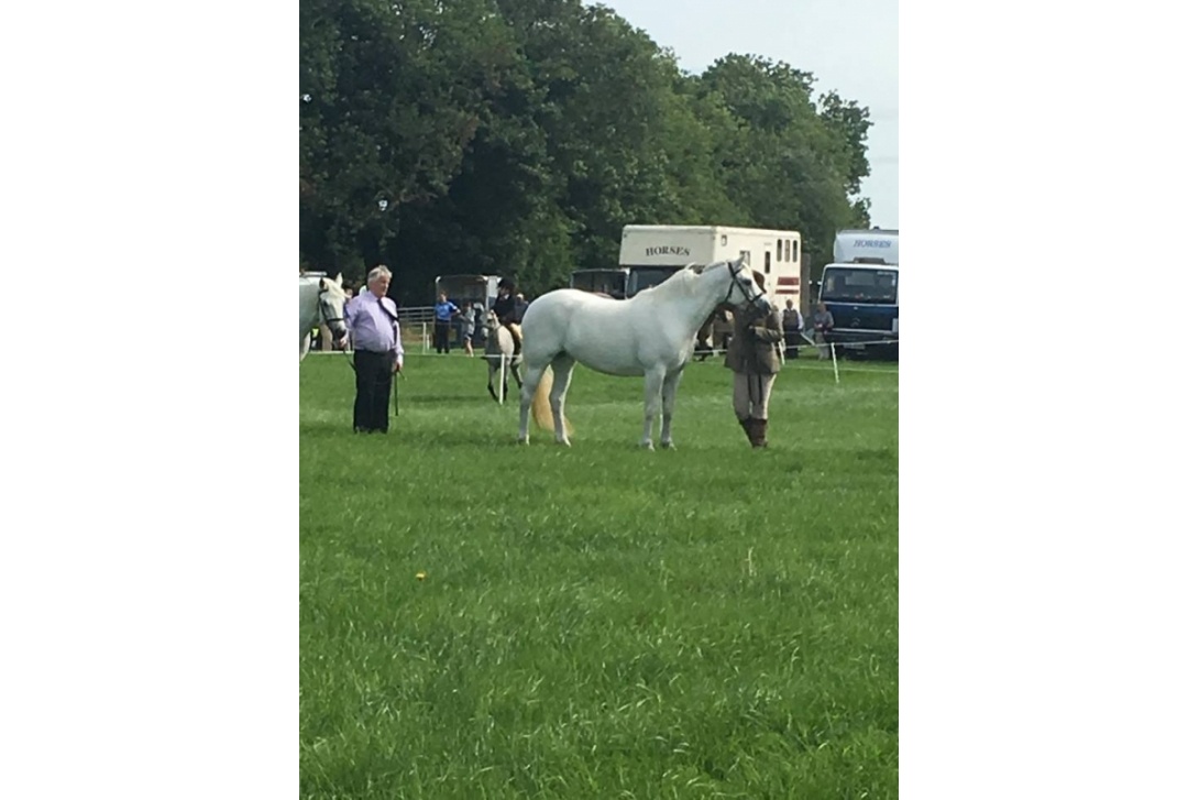 CLOGHER SHOW with LISA - CHAMPION CONNEMARA