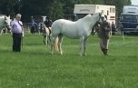 CLOGHER SHOW with LISA - CHAMPION CONNEMARA
