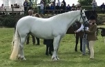 MIDLANDS SHOW with LUCY - 1ST YOUNG HANDLERS CLASS