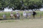 LADIES UNDER THE OAK TREE...
