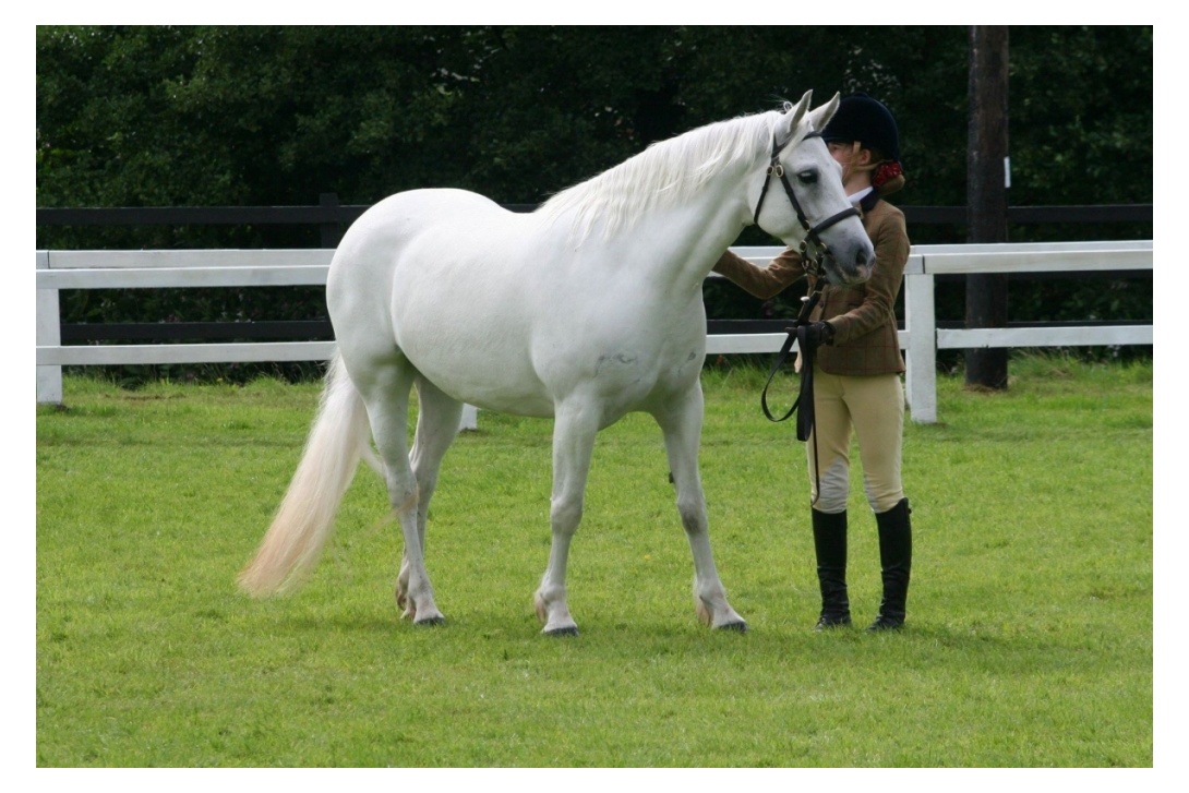 AER with Holie at CLIFDEN SHOW - 2nd YOUNG HANDLERS CLASS