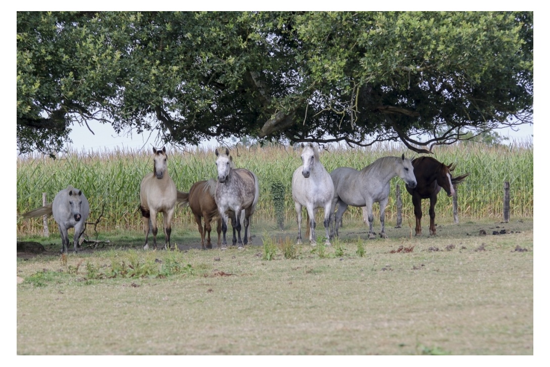 LADIES UNDER THE OAK TREE...