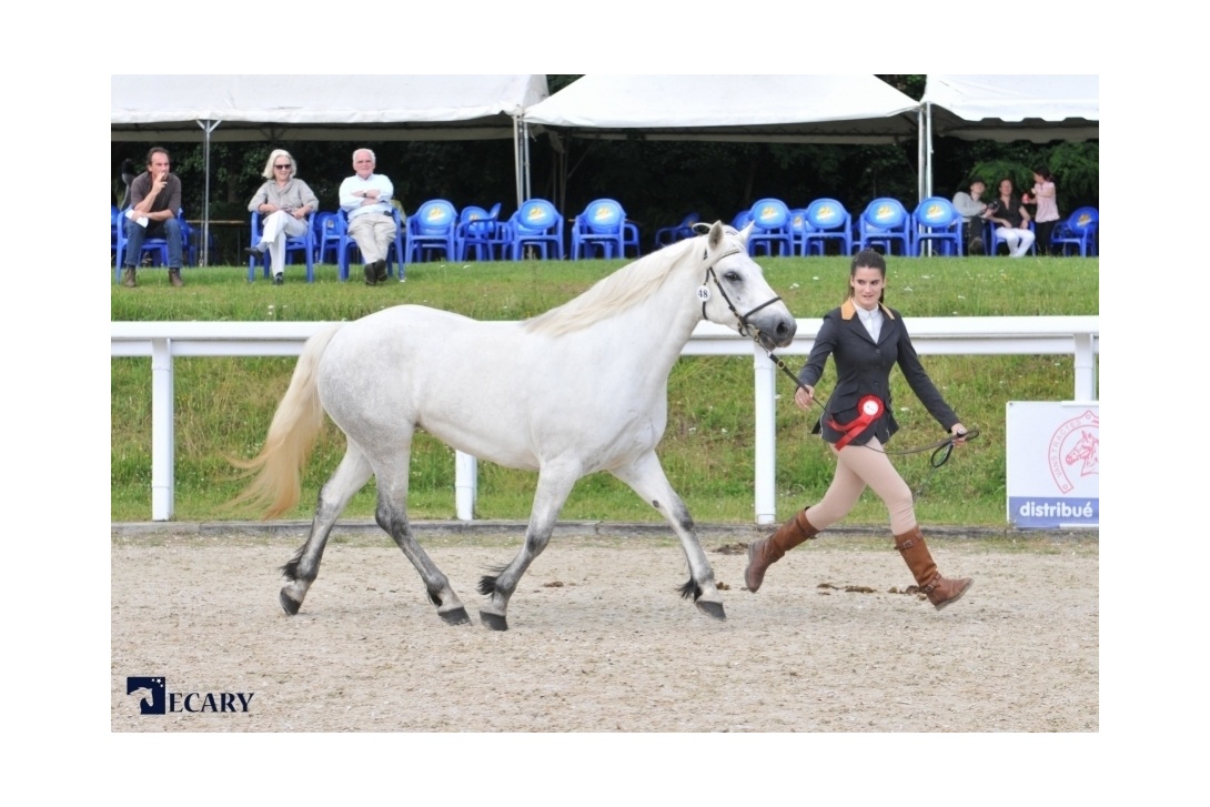 ATHENA DE L'AULNE 2016 RÉGIONAL CONNEMARA LE LION D'ANGERS