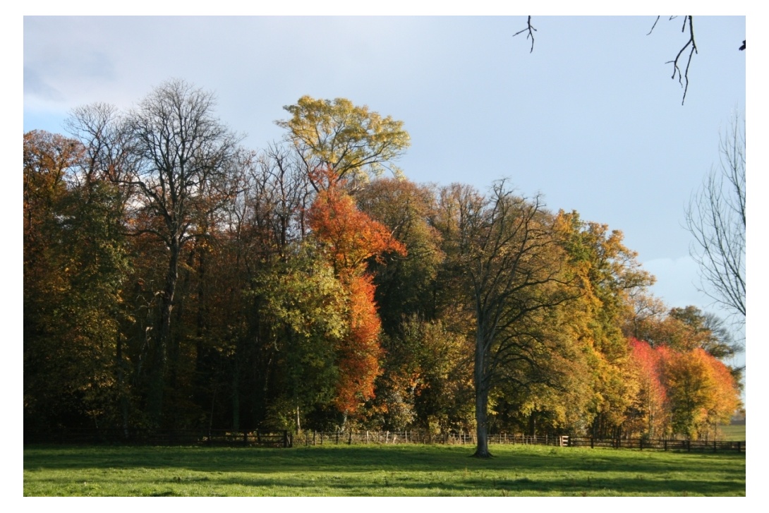 Le bois de l'Aulne