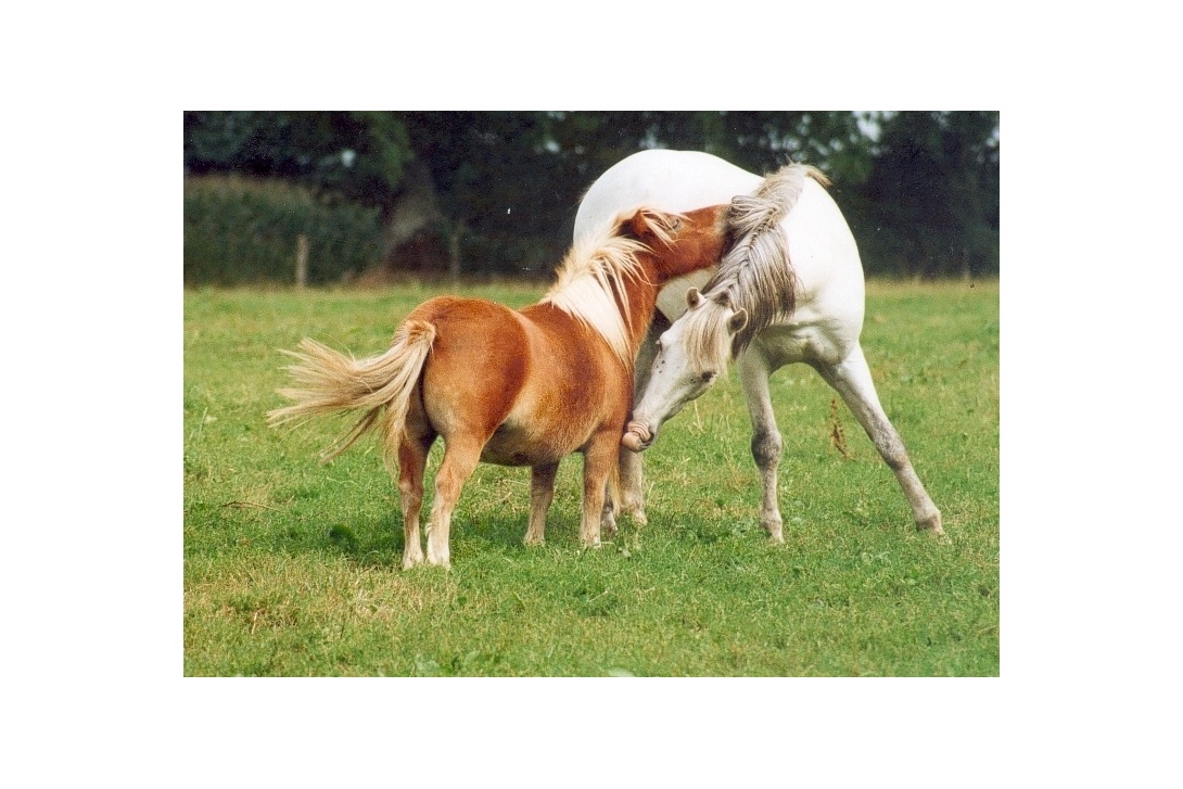 Clifden et Doudou