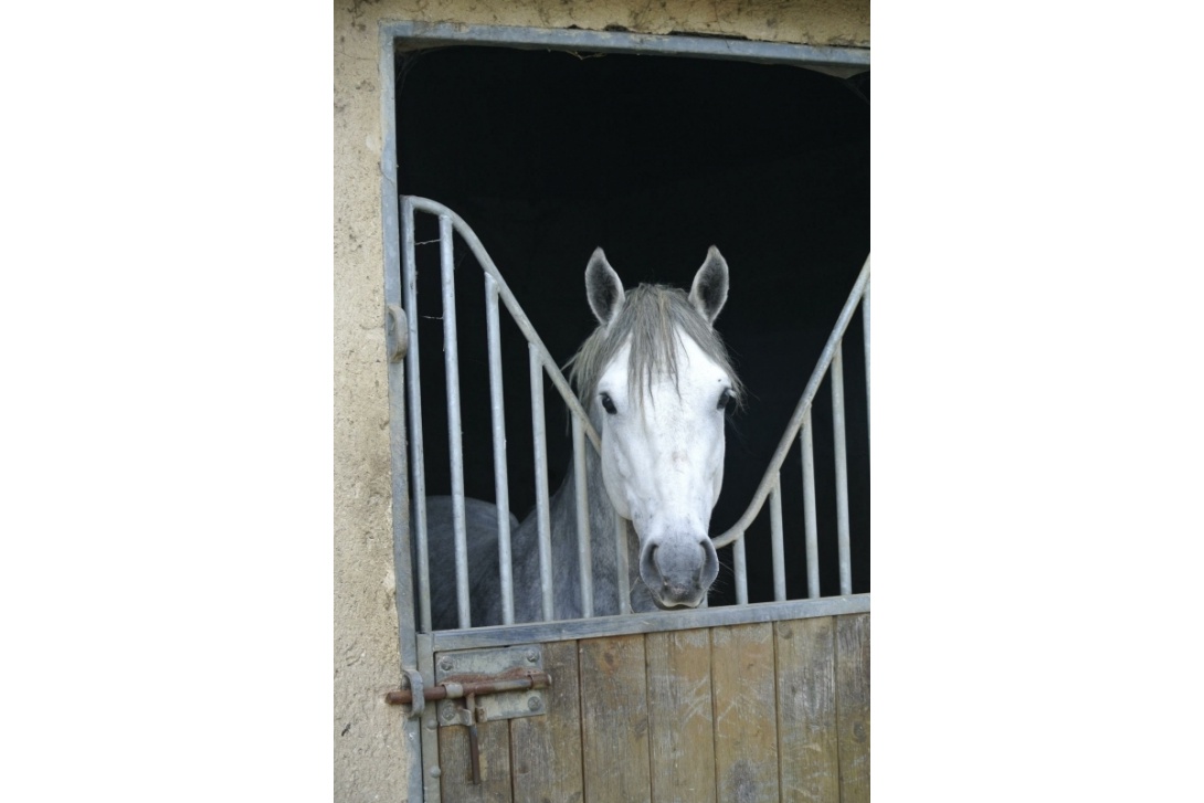 CASH DE L'AULNE digne fils de CLIFDEN DE L'AULNE