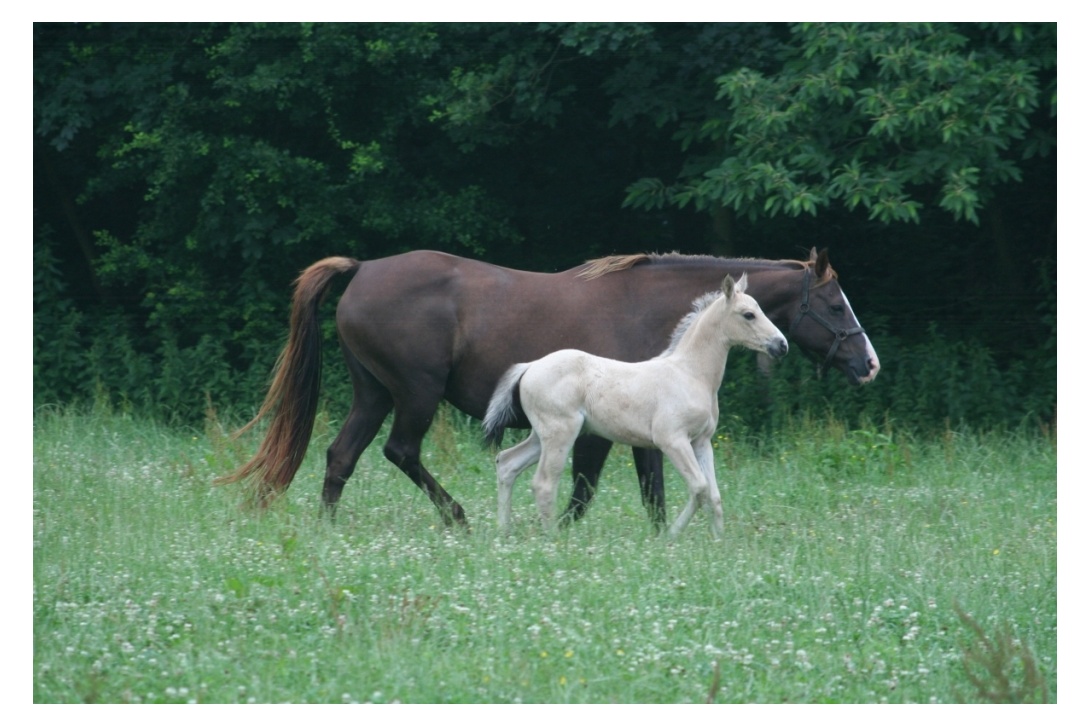 HOTSHOT DE L'AULNE et ORPHÉE DU FOUGERET