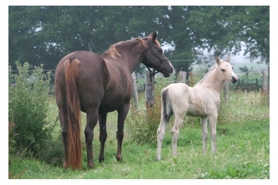 HOTSHOT DE L'AULNE et ORPHÉE DU FOUGERET