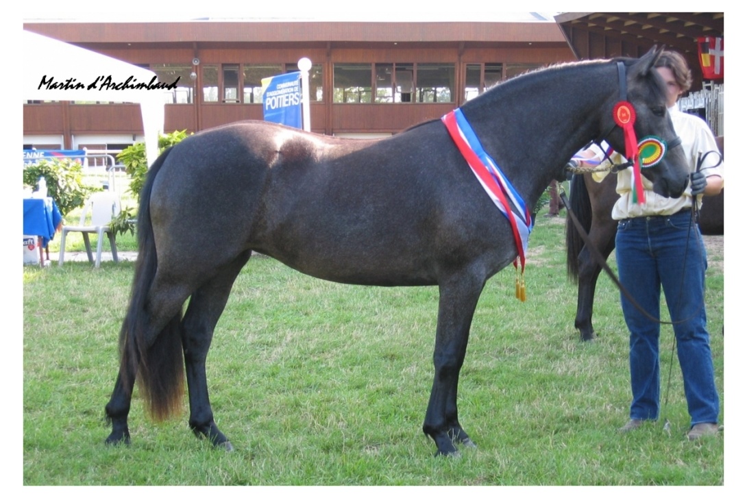 OCÉANE DU LONDEL (Glenree de l'Aulne x Cookie de Garenne) CHAMPIONNE SUPRÊME CONNEMARA 2004