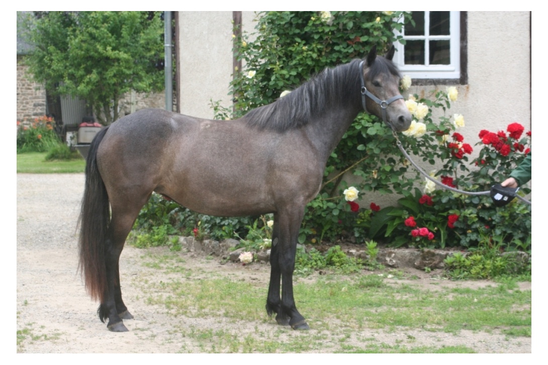 DIANA - 18 juin 2015