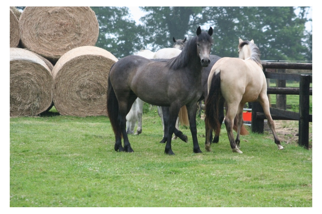 DIANA - 18 juin 2015