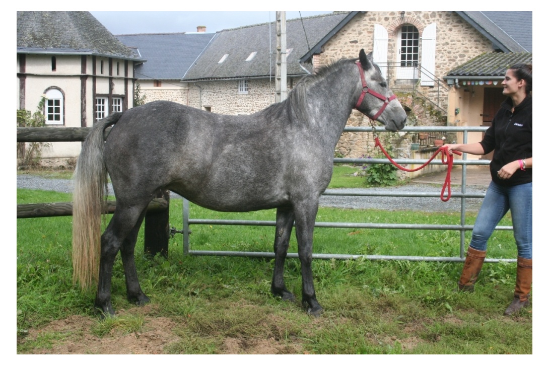 DIANA - 17 septembre 2017