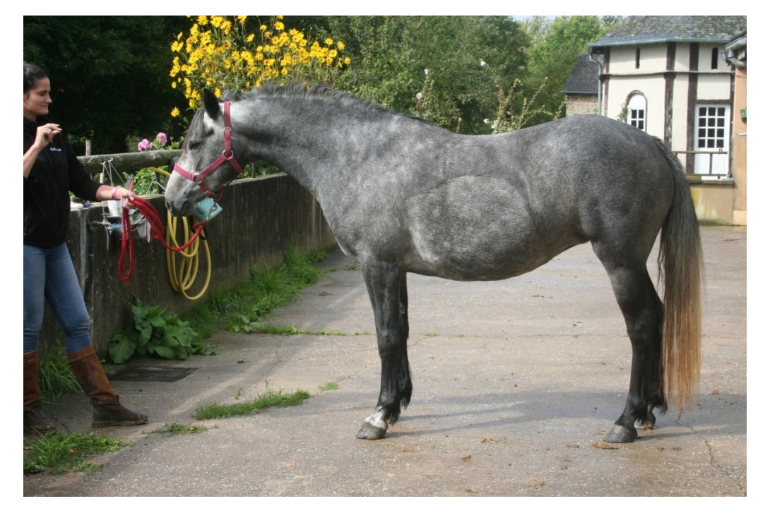 DIANA - 17 septembre 2017