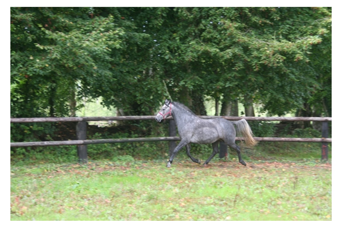 DIANA - 17 septembre 2017